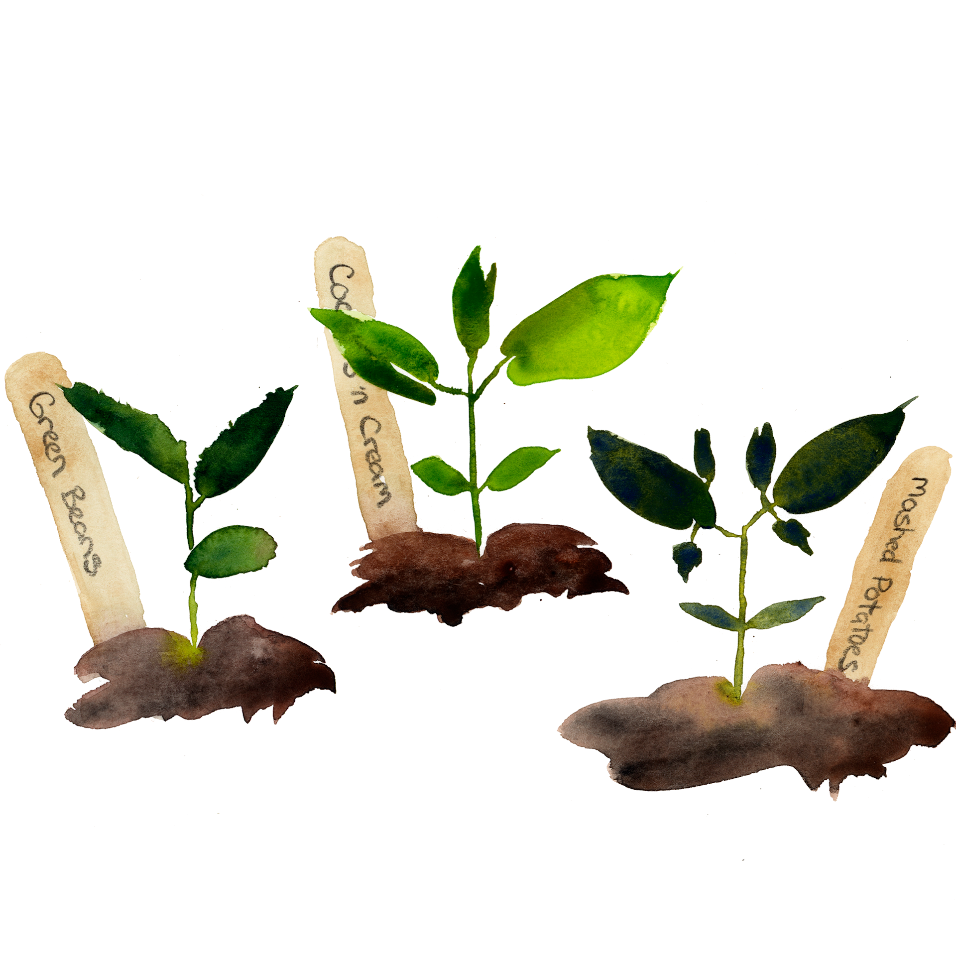 seedlings